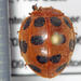 Cucurbit Lady Beetle - Photo (c) Johan Pretorius, some rights reserved (CC BY-NC), uploaded by Johan Pretorius