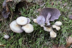 Baeospora