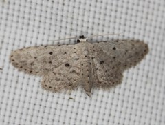 Sigela basipunctaria