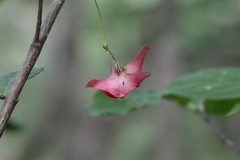 Euonymus macropterus