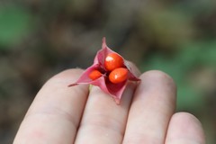 Euonymus macropterus