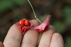Euonymus macropterus