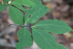 Euonymus macropterus