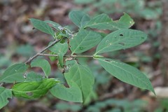 Euonymus macropterus