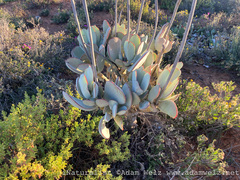 Cotyledon orbiculata