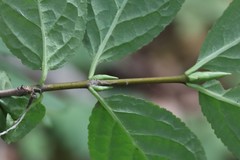 Euonymus macropterus