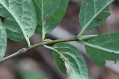 Euonymus macropterus