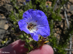 Nolana coelestis