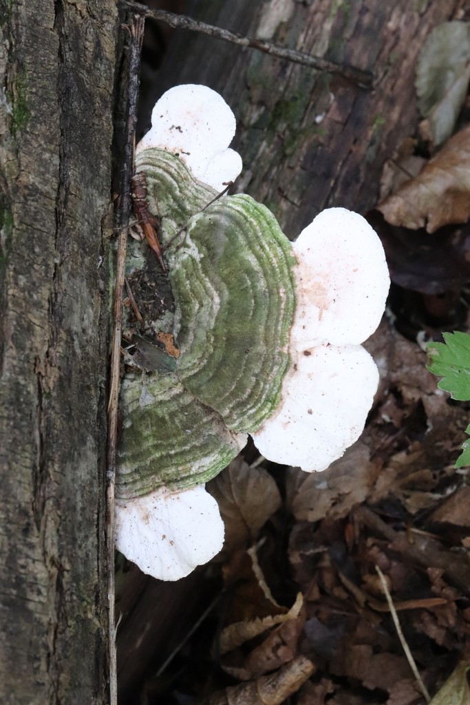 Trametes gibbosa · September 2021 · photo: © ninacourlee (iNaturalist, cc-by)