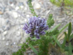 Aspalathus globulosa