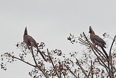 Corythaixoides concolor concolor