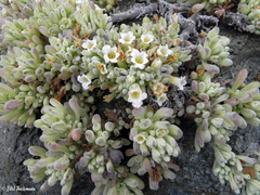 Nolana crassulifolia
