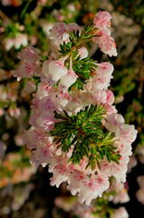 Erica glomiflora glomiflora