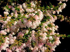Erica glomiflora glomiflora