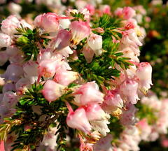 Erica glomiflora glomiflora