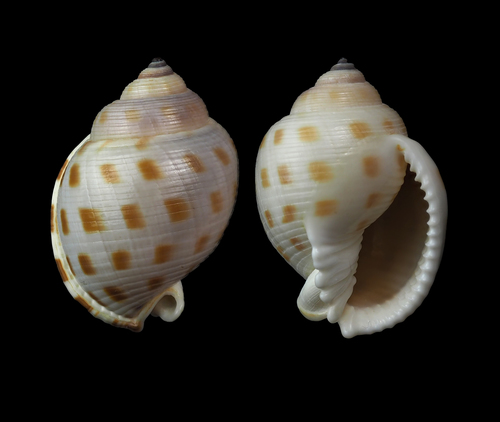 Faurot's bonnet snail