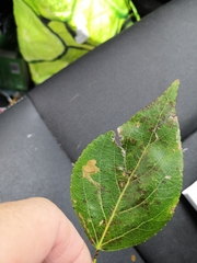 Stigmella trimaculella