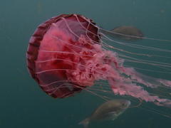 Chrysaora