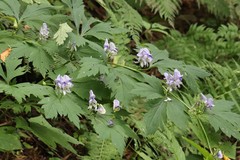 Aconitum axilliflorum