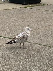 Larus delawarensis