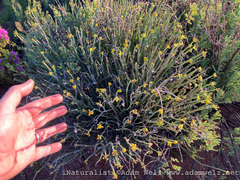 Euphorbia mauritanica