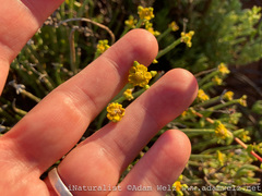 Euphorbia mauritanica