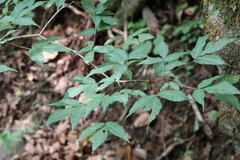 Acer mandshuricum