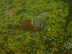 Chrysoblephus laticeps