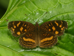 Anthanassa drusilla drusilla