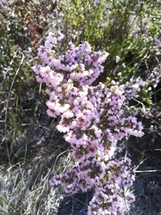 Erica mauritanica
