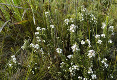 Amphithalea williamsonii