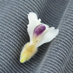 Amphithalea williamsonii