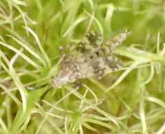 Psectrotanypus varius