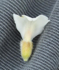 Amphithalea williamsonii