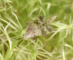 Psectrotanypus varius
