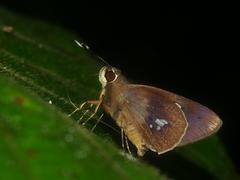 Carystoides lebbaeus