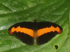 Catonephele nyctimus