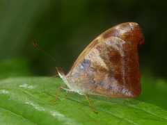 Catonephele nyctimus