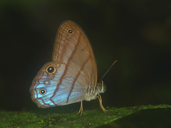 Amiga arnaca adela