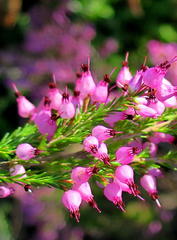 Erica nutans