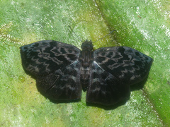 Cycloglypha thrasibulus
