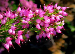 Erica nutans