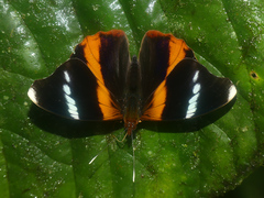 Epiphile eriopis
