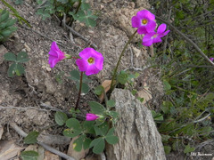 Oxalis arenaria