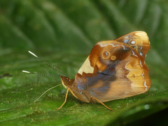 Epiphile eriopis