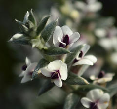 Amphithalea phylicoides