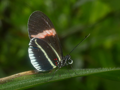 Heliconius erato cyrbia