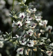 Amphithalea phylicoides