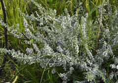 Amphithalea phylicoides