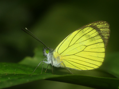 Leptophobia caesia